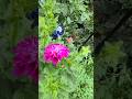 Dahlia flowers takeover the garden