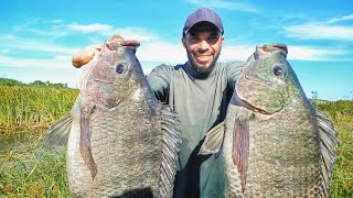 TILÁPIA GIGANTE quebra VARA ao meio na PESCARIA CAIPIRA de ARREPIAR