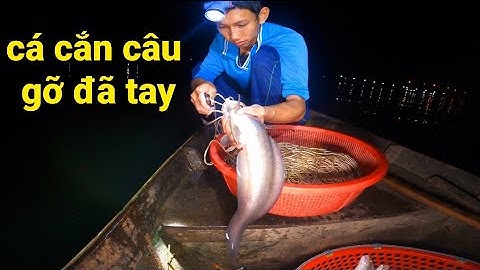 Giăng Câu Sông Tiền, Bài Mồi Tép Bầu Làm Cá Ăn Lia Lịa Gỡ Đã Tay || #66TV
