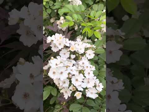 Rosa filipes Kiftskate