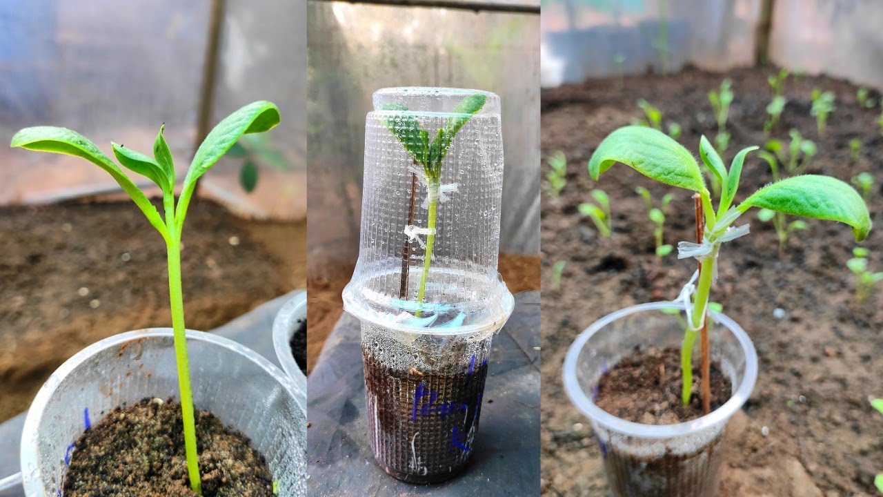 Water melon grafting on pumpkin plant | water melon plant Grafting