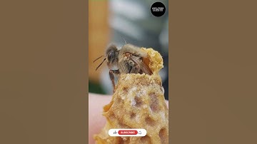 Why Are Honeycombs Hexagonal | Tell Me Why