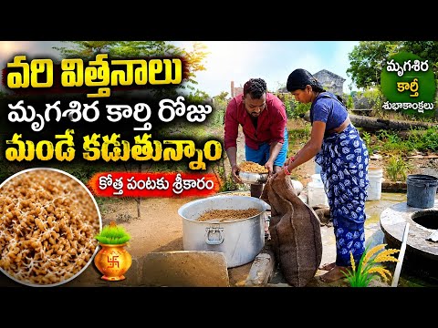 వరి విత్తనాలు మృగశిర కార్తి రోజు మండే కడుతున్నాం