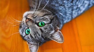 Her Way Of Asking For Attention Is Too Cute - No Ai, No 