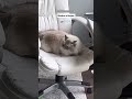 Clumsy Cat breaks rules - Epic Moments 📸 Camera Ready!