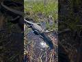 Close Encounter with Alligator (Cameron Parish, LA) #shorts #short #alligator