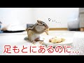 【シマリス】うちのリスに落花生をあげてみたらツッコミ所が多過ぎた...