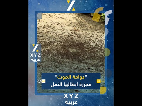 دوامة الموت مجزرة أبطالها النمل