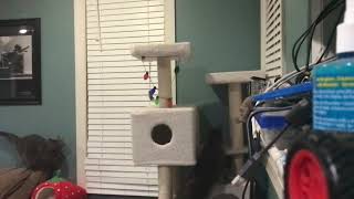 Graceful cat jumps in slow motion