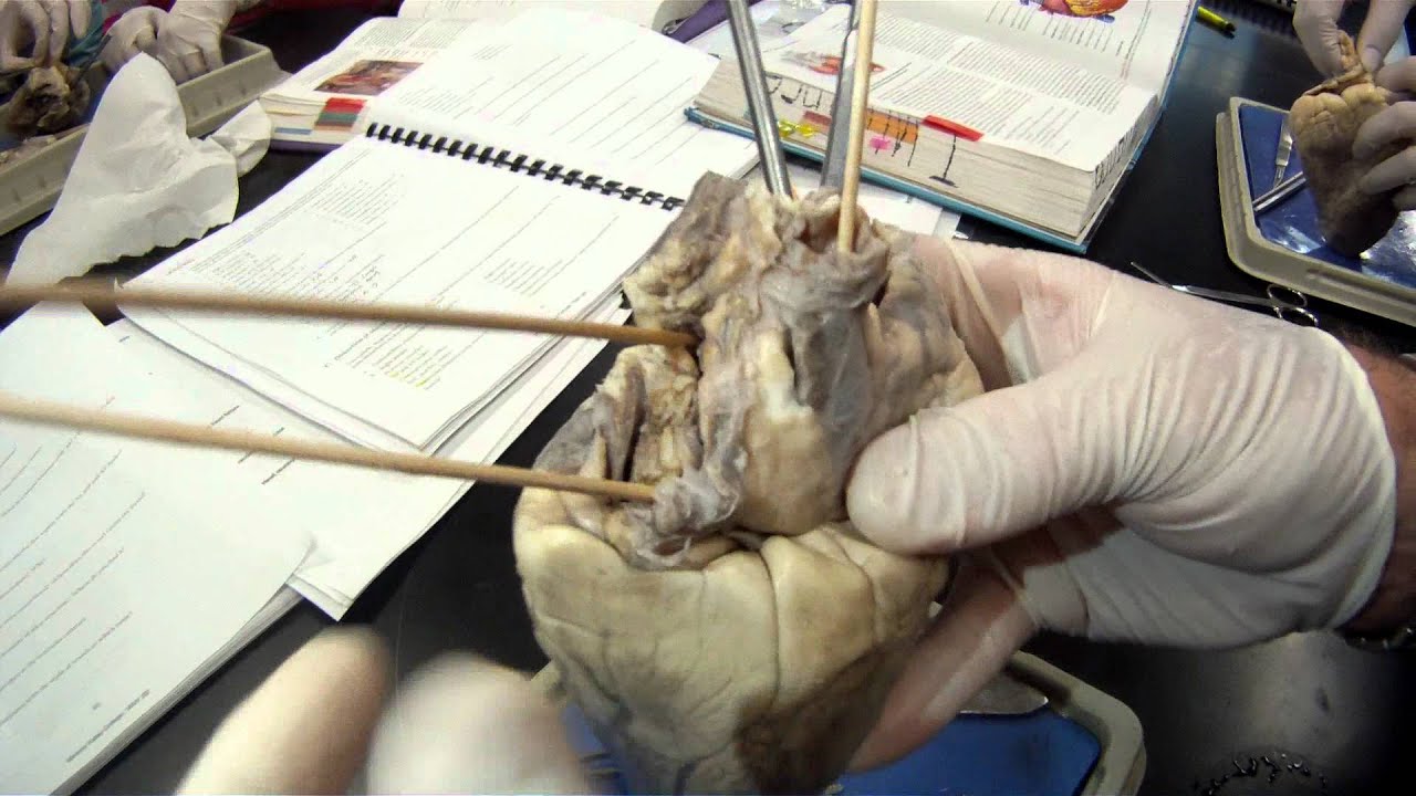 External Structures of Sheep Heart - YouTube