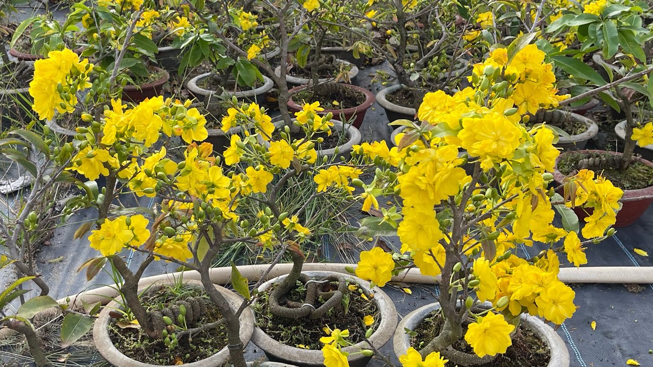 Lô gốc nhớt già mùa siêu rẻ 250k 2cay bao sip 0975.672.726..