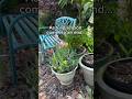 What to do with tulips that finish blooming #gardening