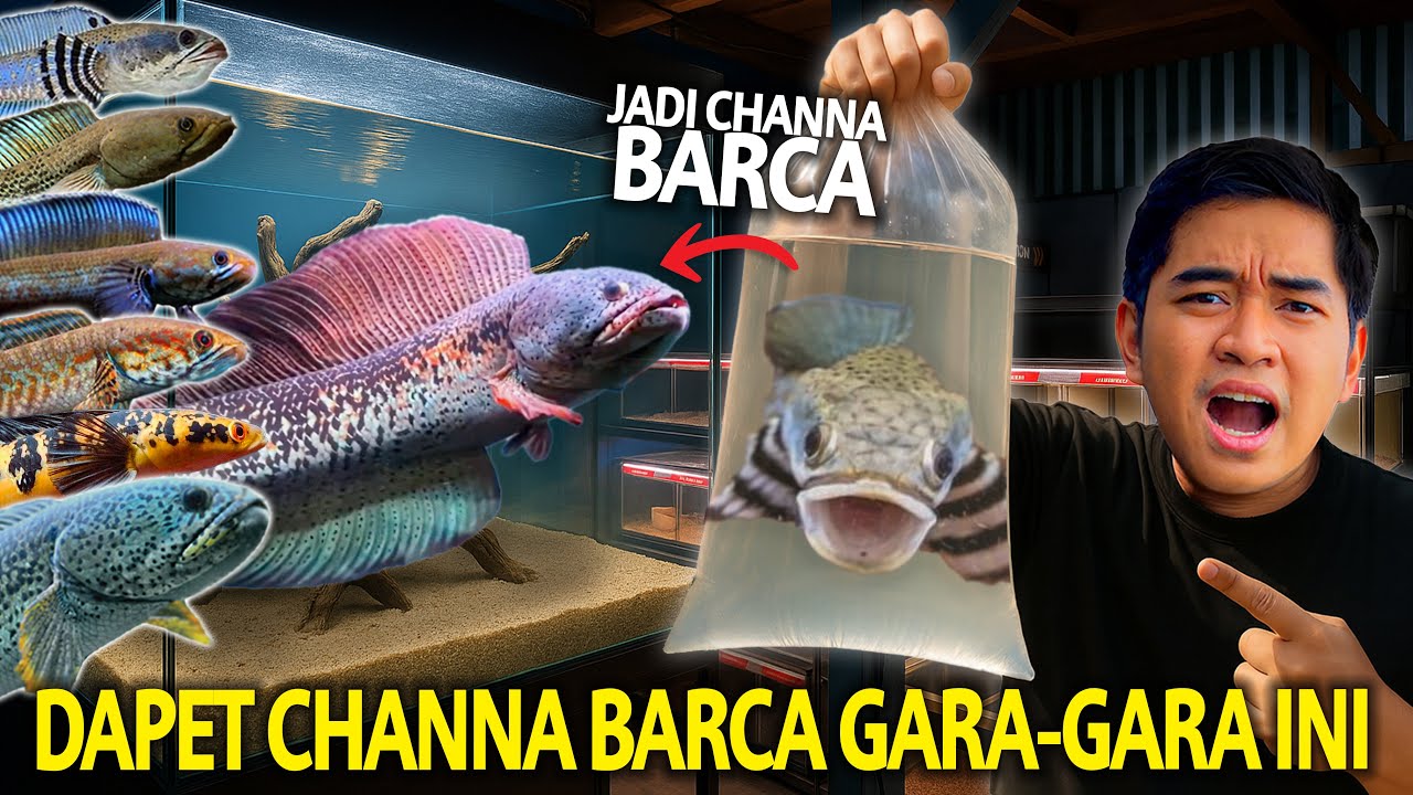 DAPETIN CHANNA BARCA GARA-GARA CHANNA INI! GREBEK KOLEKSI CHANNA BROTHER SNEAKHEAD!