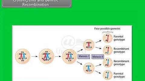 Ch 5 - Principles of inheritance and Variation | Crossing over and Genetic Recombination