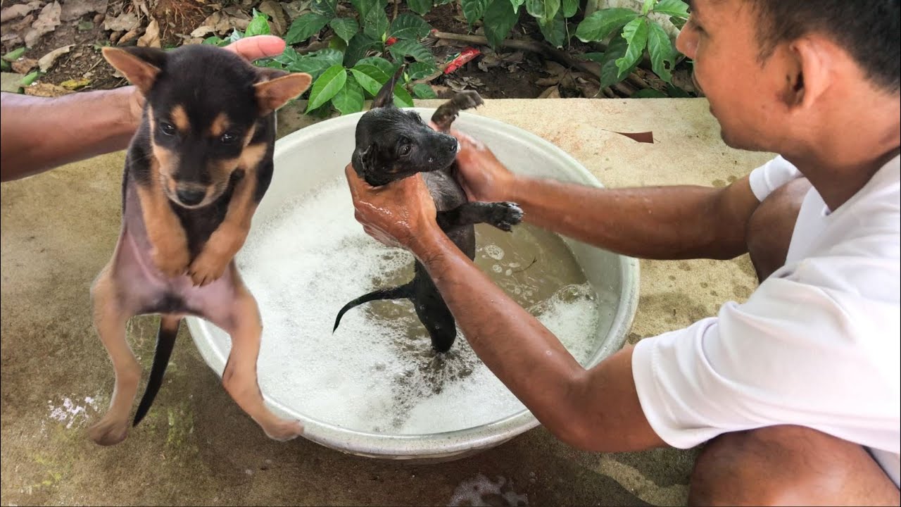 Bathe the dog, clean the fleas, clean the animal, treat the bites 