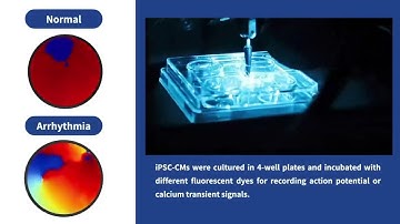 Functional Assessment of iPSC-CM Monolayers Using Optical Mapping