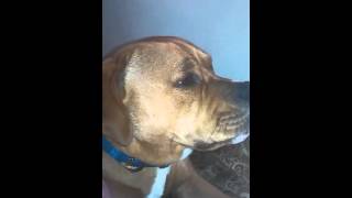 Ali, The Chatty Funny Pitbull