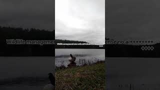 Wish Wildlife No Ai