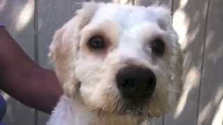 Kirby K 4 ID # 151869 Corona Animal Shelter