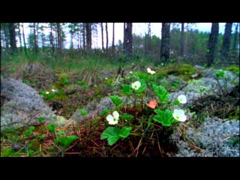 Video: Luonto Palaa Kaupunkiin