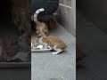 ШЁЪ Щ ЪЇШ ШЁЩ Щ Ш ШЄШґЩ Щ Щ ЪЇШ ШіЩ Щ Щ Щ ШЄШёШ Щ Щ ШіШЄЩ ШЇШЄШ ШЁШ Ш ШґЩ Щ ШўШЁ Ш Щ Ъ Щ ШєШ Ш ШЁЫЊШ Ш Щ рџђ рџђ вЂЌв Shtorts Music Cute Mm ШЁЪ Щ ЪЇШ ШЁЩ Щ Ш ШЄШґЩ Щ Щ ЪЇШ ШіЩ Щ Щ Щ ШЄШёШ Щ Щ ШіШЄЩ ШЇШЄШ ШЁШ Ш ШґЩ Щ ШўШЁ Ш Щ Ъ Щ ШєШ Ш ШЁЫЊШ Ш Щ рџђ рџђ вЂЌв Shtorts Music Cute Mm
