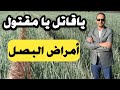 أخطر الأمراض التي تدمر نبات البصل والعلاج الفعال