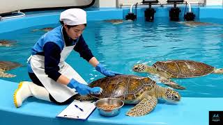 Inside the Turtle Shell Factory | FULL PROCESS From Raw Shell to Luxury Fashion