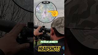 Brutal Monkey Headshots