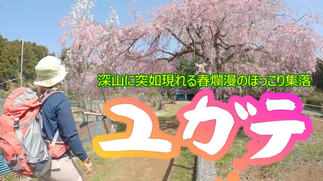 ユガテ　日和田山を越えて春爛漫の桃源郷へ　飯能ハイキング　東吾野駅に下りる