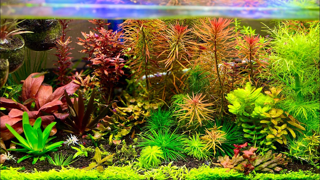Аквариум расцвел. Растения растут как сумашедшие.Людвигия White сопротивляется.#xyris #cuspidatum