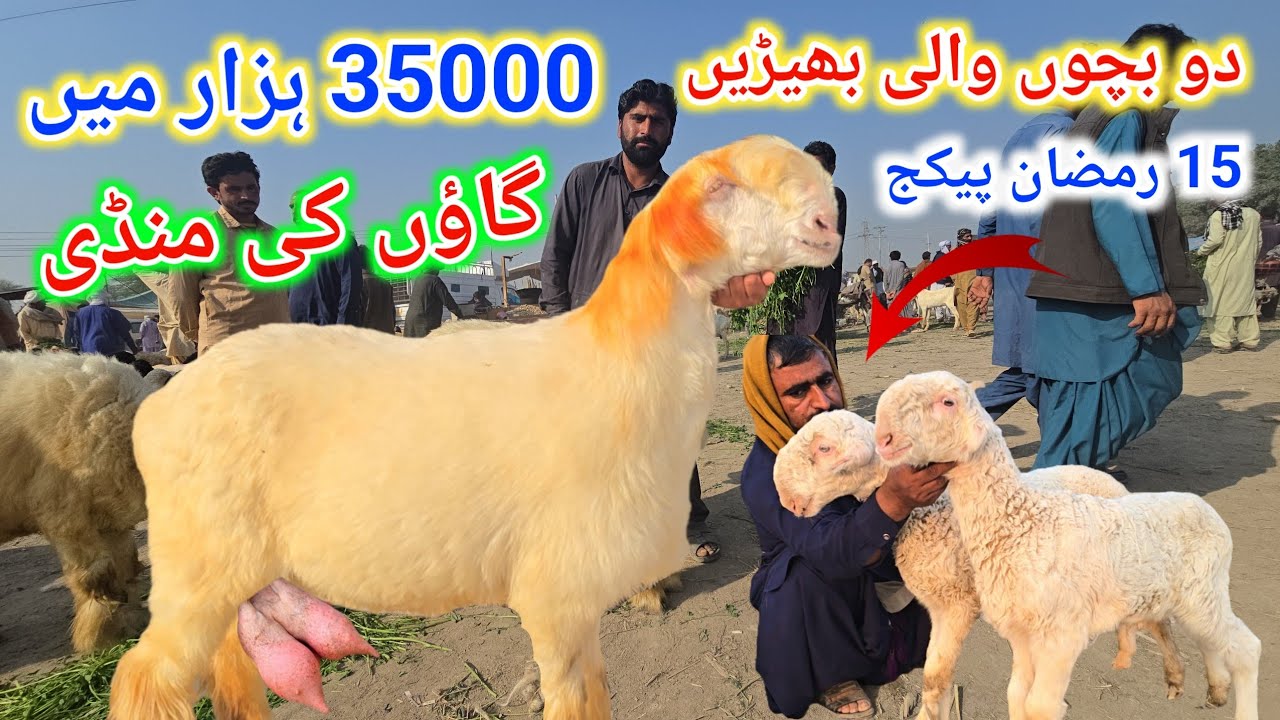 5 March 2026 جمعرات منڈی 15 رمضان المبارک کوٹ چھٹہ گاؤں کی منڈی مندرہ مارکیٹ کا جائزہ مکمل معلومات 