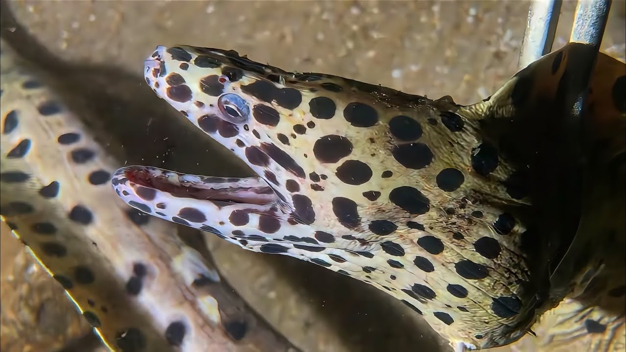 Live Stream 🟢 –Ocean Friends - Recognize Any？ #diving #fishing #seafood #shorts