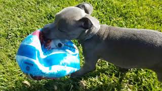 10 Week Staffordshire Bull Terrier 10 Second Ball