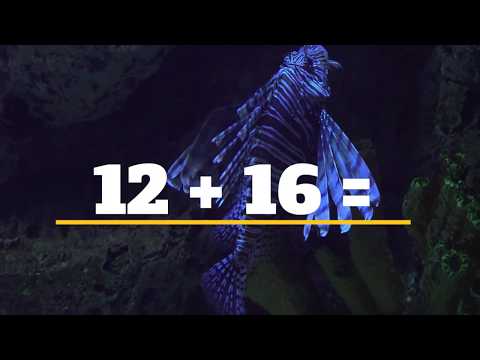 TigerMath - Double Digit Addition #4 (Numbers under 40)