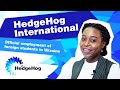 We officially employ foreign students in Ukraine | HedgeHog International