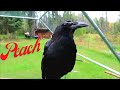 How this crow became our Pet!