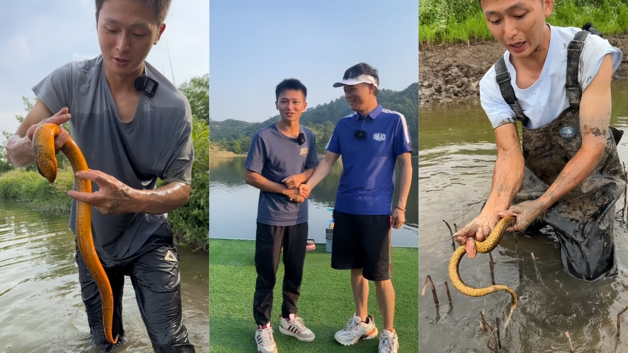 水猴子花300元包塘黄鳝，这么大的鳝鱼你们那里是什么行情？