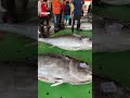 مشهد لا يصدق الكثير من أسماك التونة ذات الزعانف الزرقاء العملاقة معروضة للبيع BluefinTuna Sea 