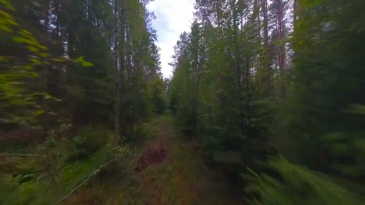 Running in panic from the forest {2025.08.23}