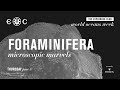 World oceans week  foraminifera microscopic marvels