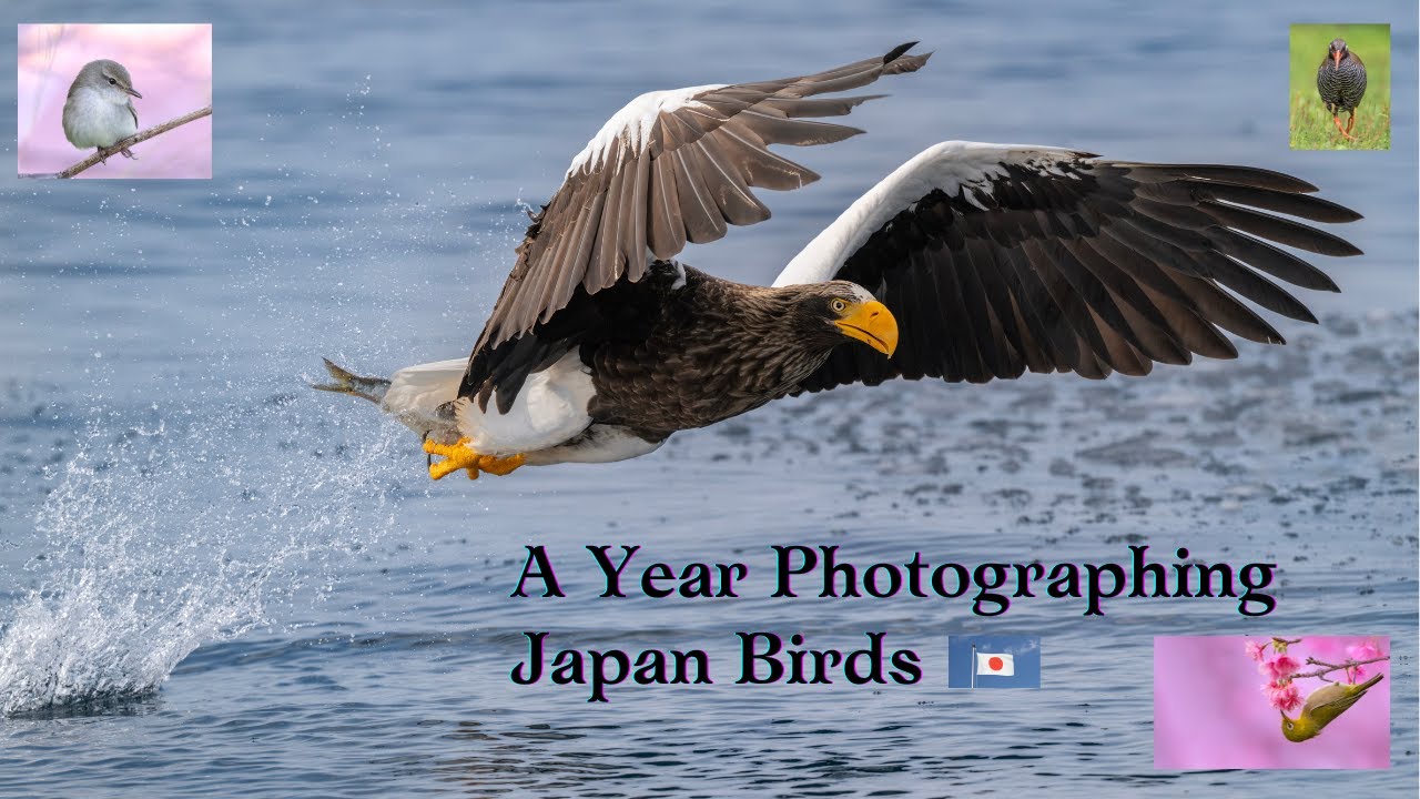 A Year Photographing Japan's Most Beautiful Birds