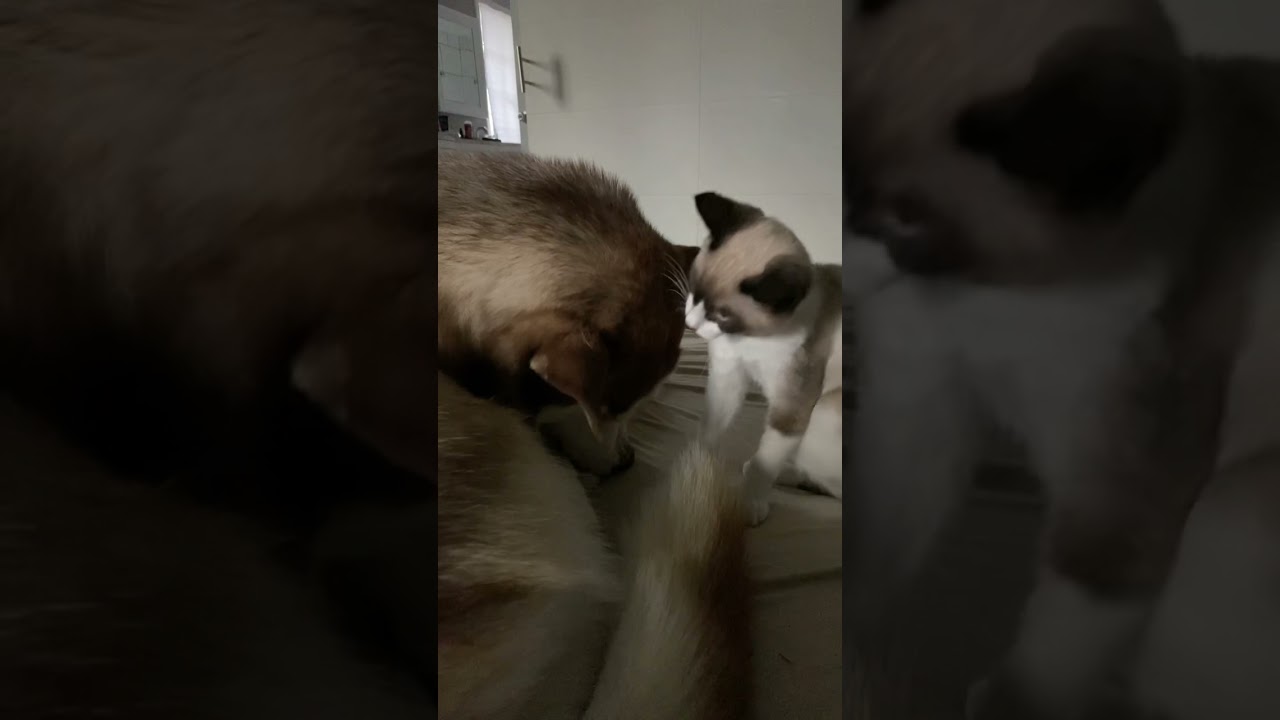 Cat and Dog Play fight YouTube