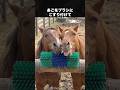 お馬さんがあまりにも可愛すぎたのでびっくりしちゃう動画 #馬 #動物