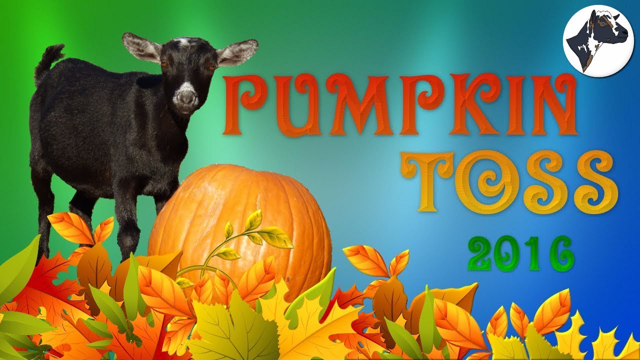 Can Boer Goats Safely Enjoy Pumpkins In Their Diet?