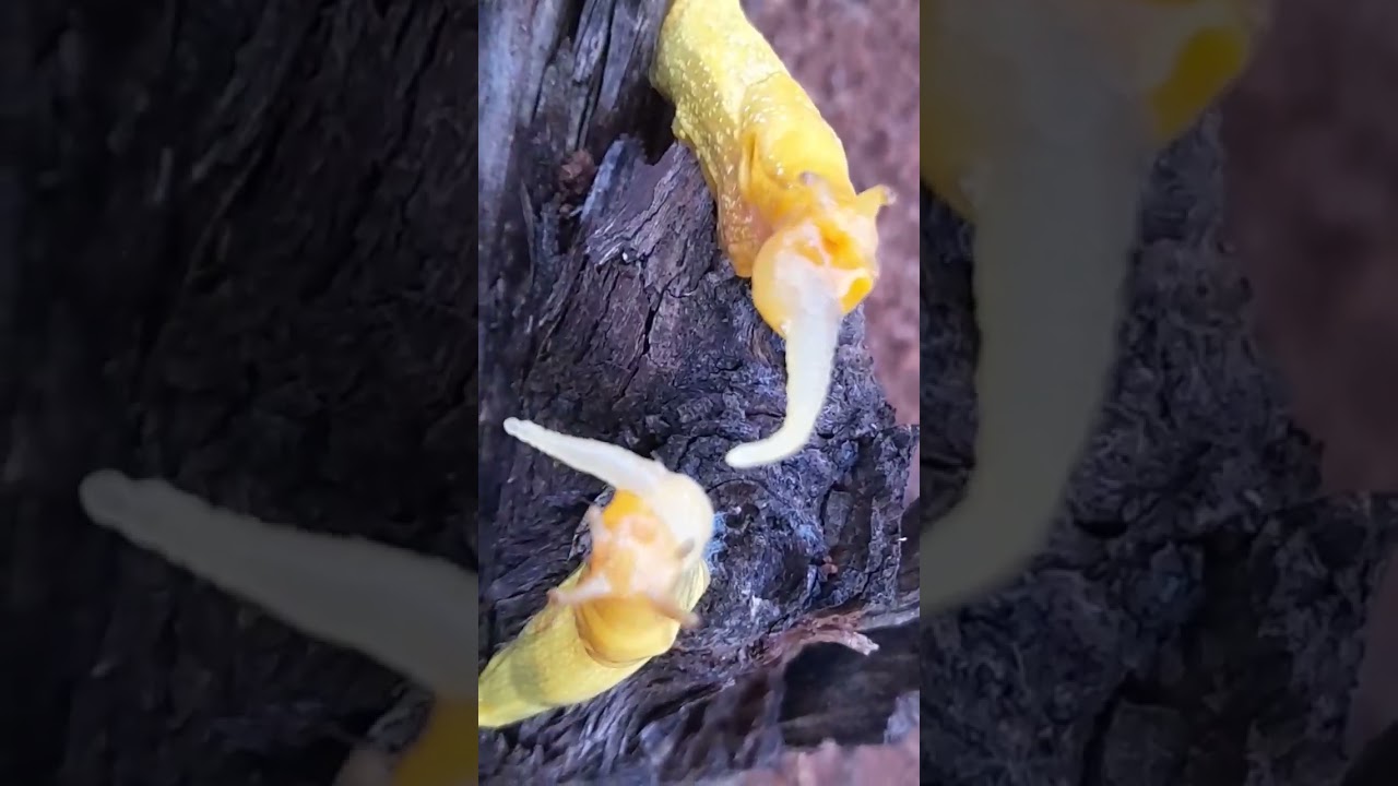African banana slug mating 