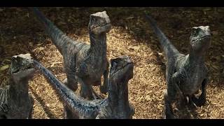 Owen Feeds Dinosaurs Blue Charlie Delta And Echo - Jurassic World 2015 