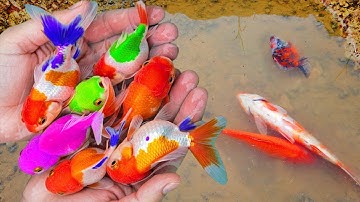 Con cá đầy màu sắc tuyệt đẹp trong ao nhỏ, cá neon, cá thủy tinh, cá koi, cá vàng #cávàng #concá