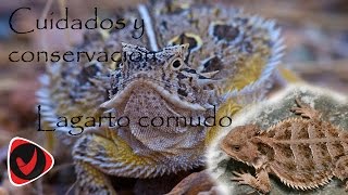 Conservación y cuidados del lagarto cornudo  o falso camaleón de tierra.