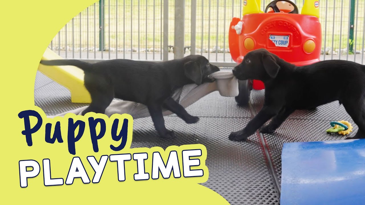 Labrador Guide Dog Puppies! Guide Dogs Puppy Playtime YouTube