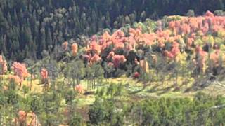 Live Video Of The Fall Colors on Alpine Loop In Utah - 9 -28-2011